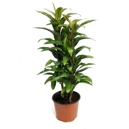 Cordyline, 6in, Harlequin
