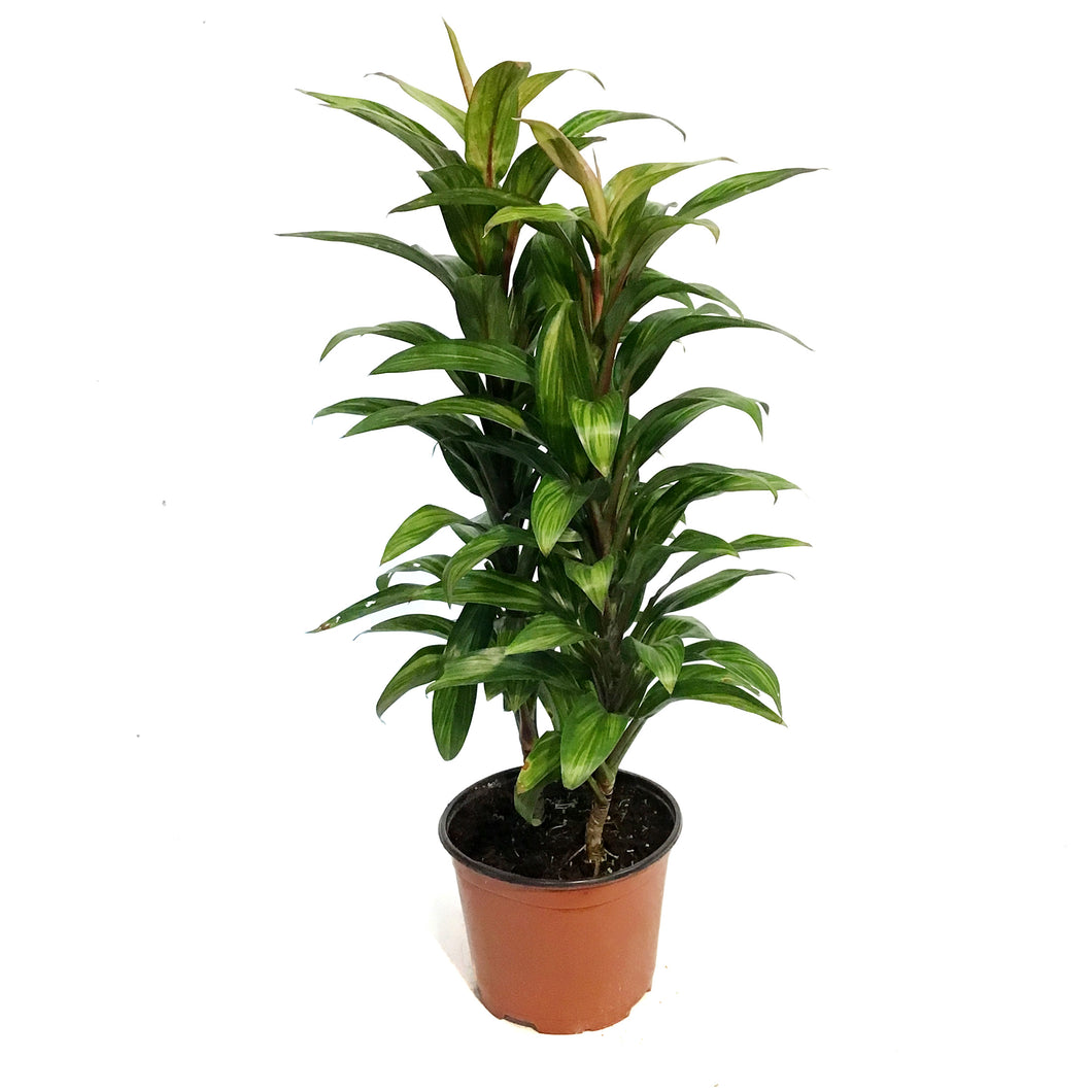 Cordyline, 6in, Harlequin