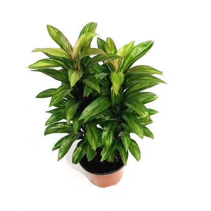Cordyline, 6in, Harlequin