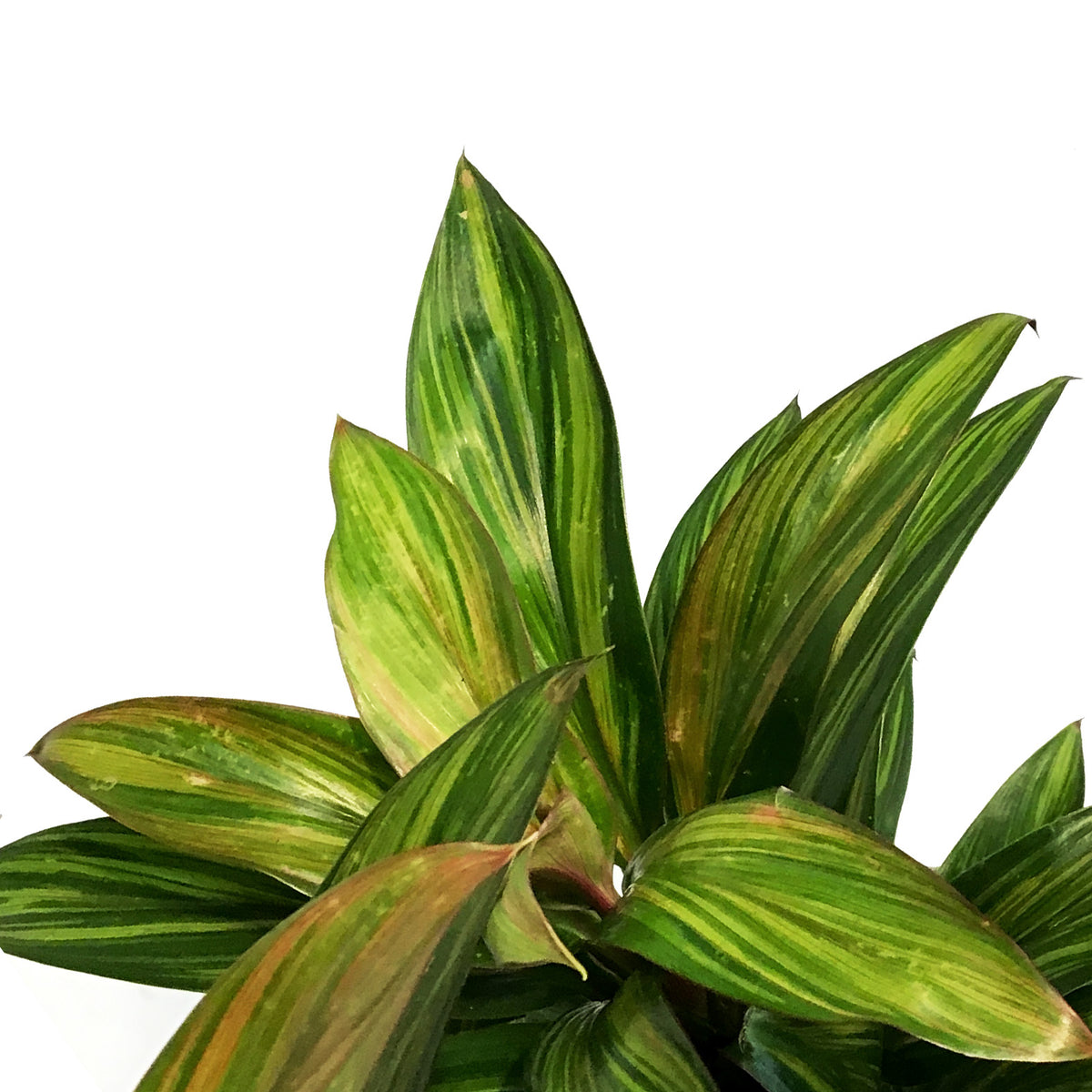 Cordyline, 6in, Harlequin