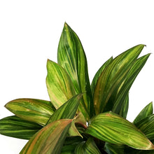 Load image into Gallery viewer, Cordyline, 6in, Harlequin
