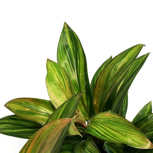 Cordyline, 6in, Harlequin