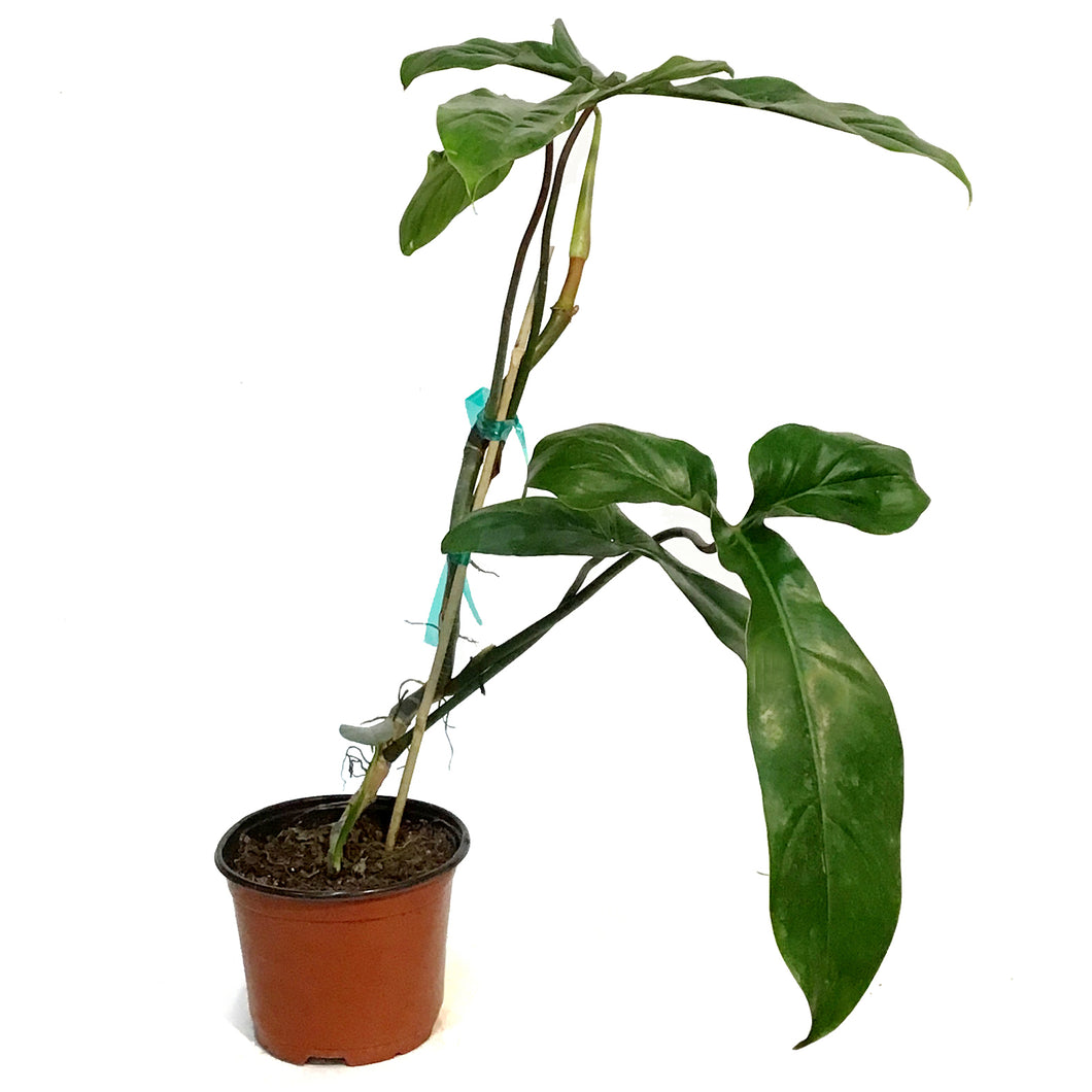 Philodendron, 6in, 69586