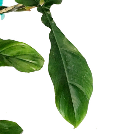 Philodendron, 6in, 69586