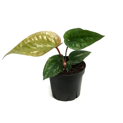 Anthurium, 4in, Radicans x Lux