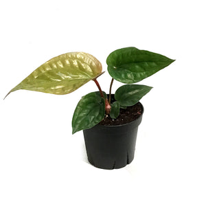 Anthurium, 4in, Radicans x Lux