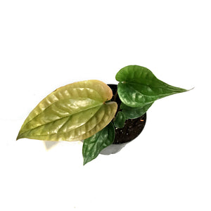 Anthurium, 4in, Radicans x Lux