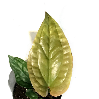 Anthurium, 4in, Radicans x Lux