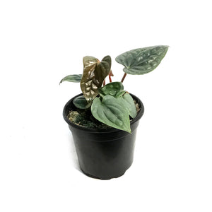 Anthurium, 4in, Lux Silver