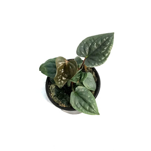 Anthurium, 4in, Lux Silver