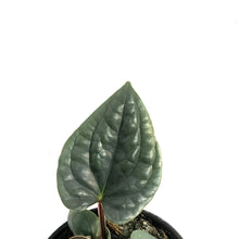 Load image into Gallery viewer, Anthurium, 4in, Lux Silver
