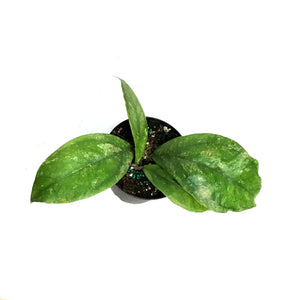 Hoya, 4in, Chicken Farm