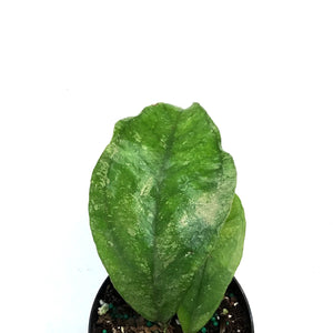 Hoya, 4in, Chicken Farm