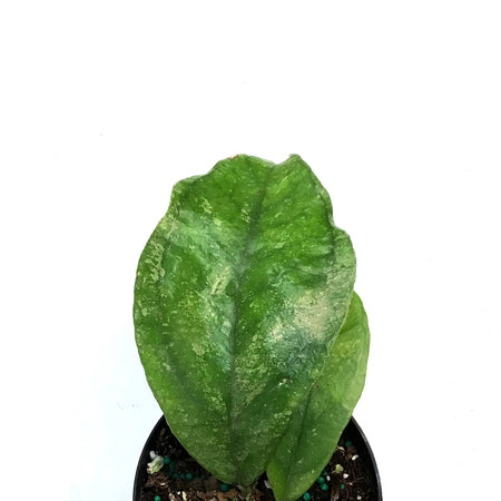 Hoya, 4in, Chicken Farm