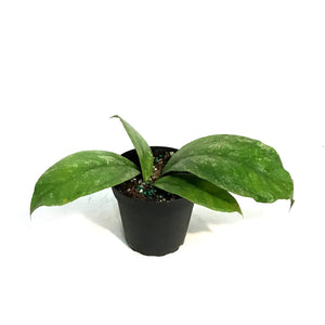 Hoya, 4in, Chicken Farm