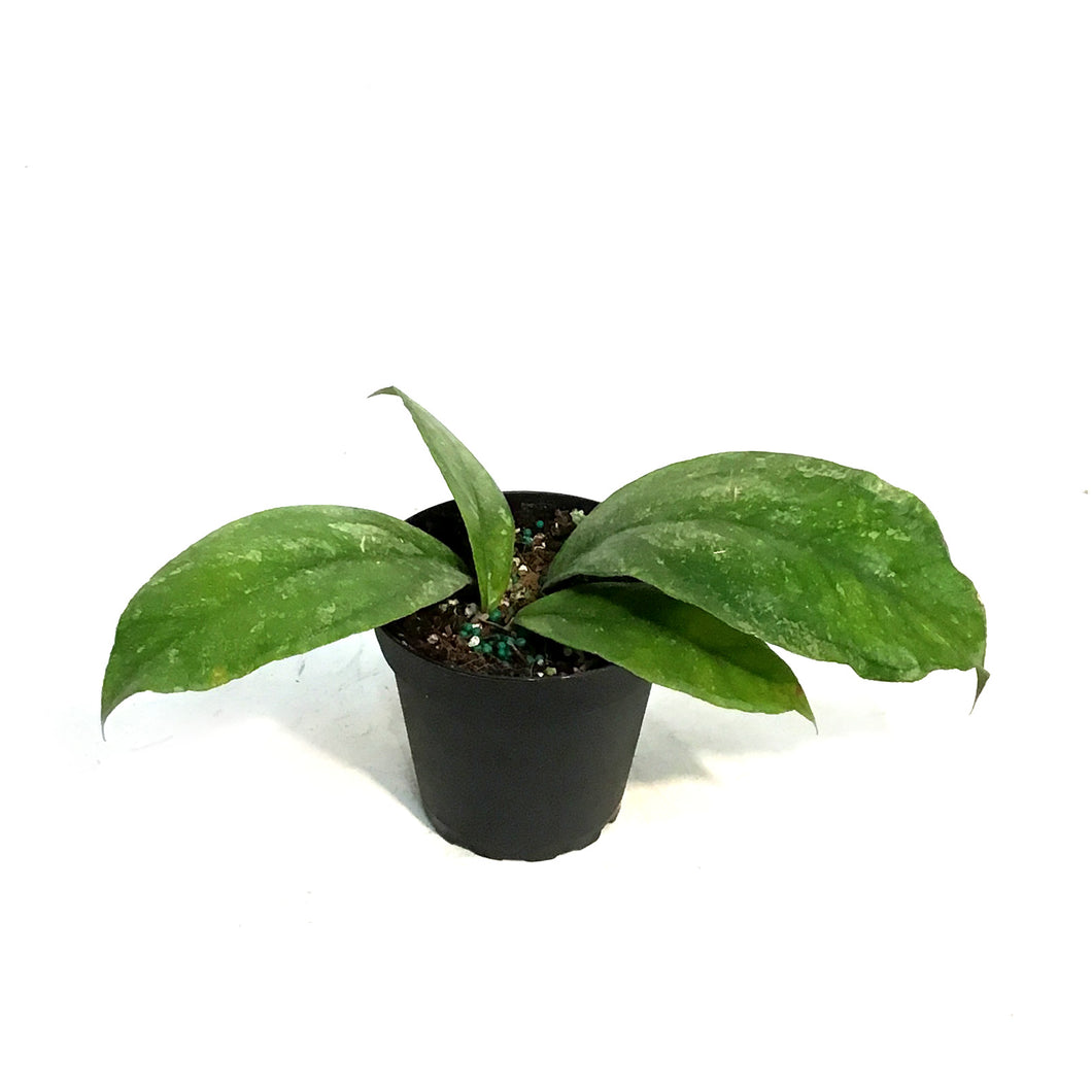 Hoya, 4in, Chicken Farm
