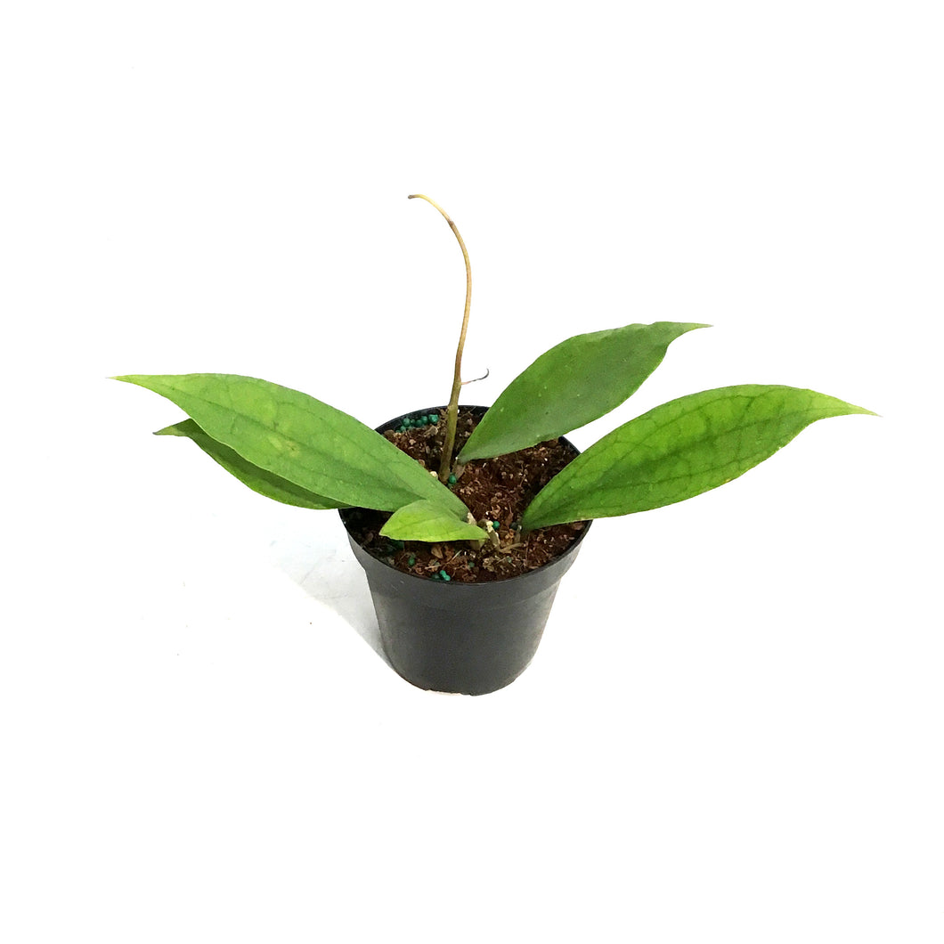 Hoya, 4in, Jennifer