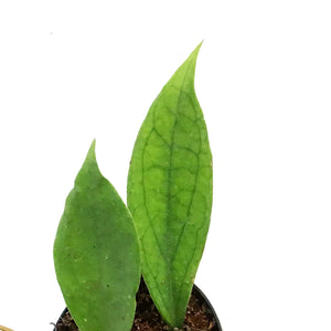 Hoya, 4in, Jennifer