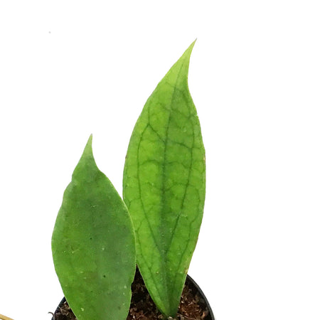 Hoya, 4in, Jennifer