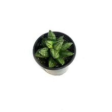 Load image into Gallery viewer, Sansevieria, 3.5in Pyramid
