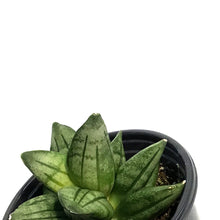 Load image into Gallery viewer, Sansevieria, 3.5in Pyramid
