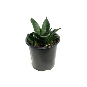 Sansevieria, 3.5in Jade