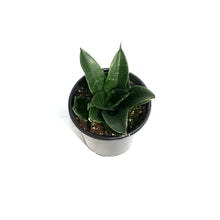 Load image into Gallery viewer, Sansevieria, 3.5in Jade
