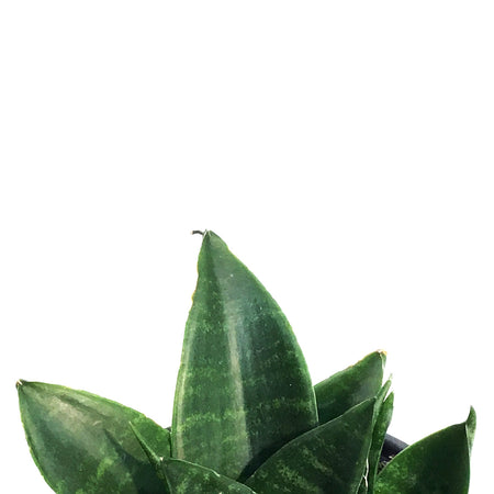 Sansevieria, 3.5in Jade
