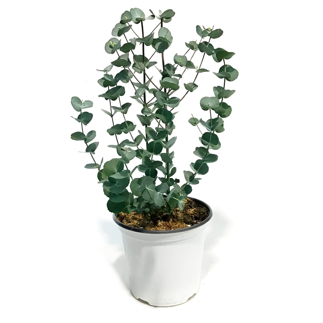 Eucalyptus, 6in, Glacier