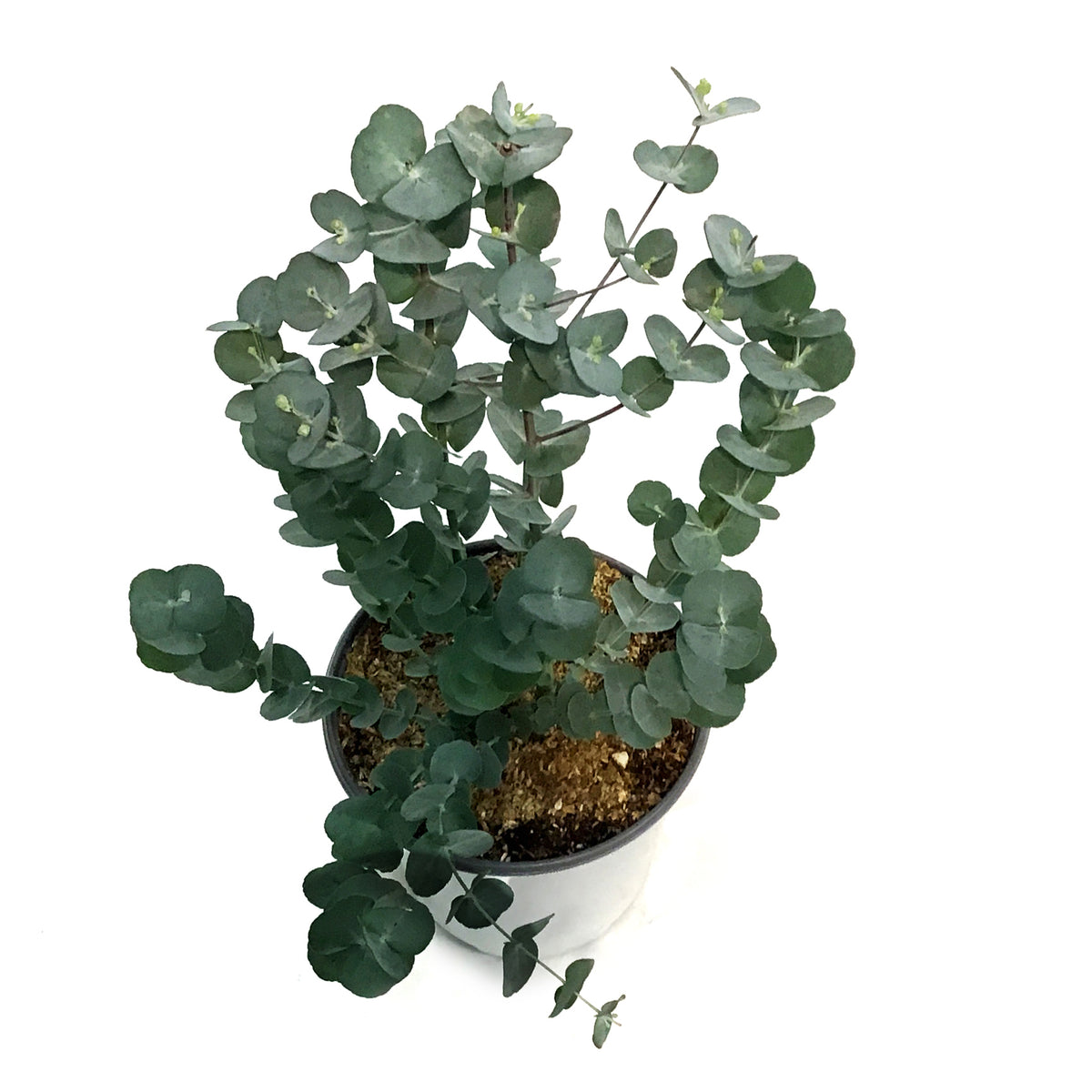 Eucalyptus, 6in, Glacier