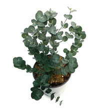 Load image into Gallery viewer, Eucalyptus, 6in, Glacier
