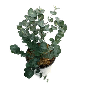 Eucalyptus, 6in, Glacier