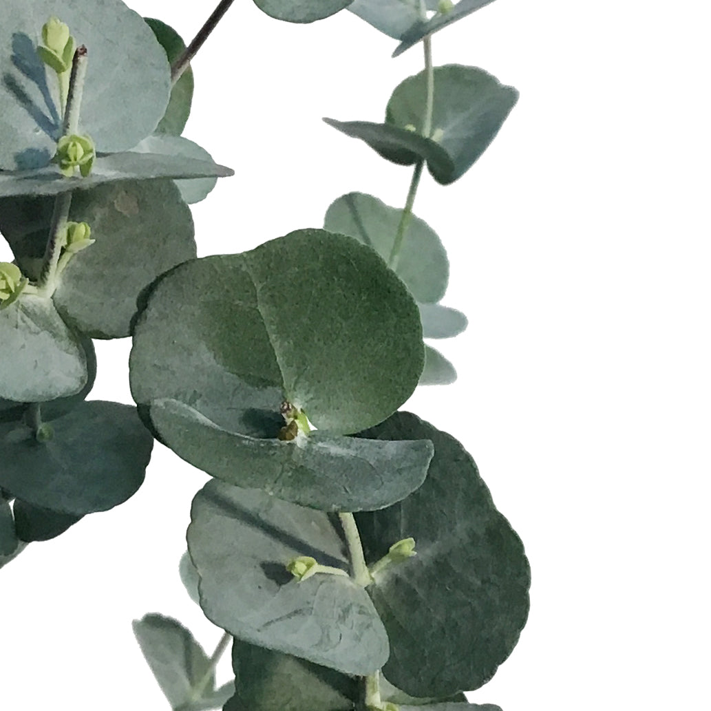 Eucalyptus, 6in, Glacier