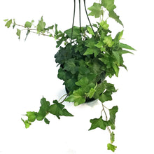 Load image into Gallery viewer, Ivy, 6in HB, Algerian
