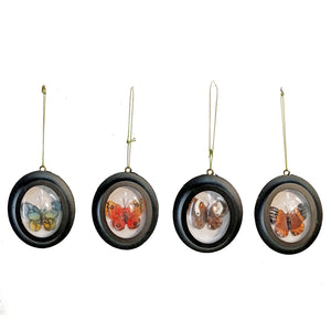 Ornament, Framed Butterfly