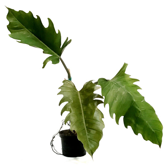 Philodendron, 6in, Chocolate Empress