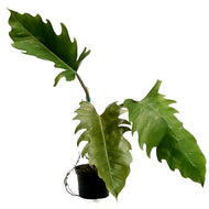 Philodendron, 6in, Chocolate Empress