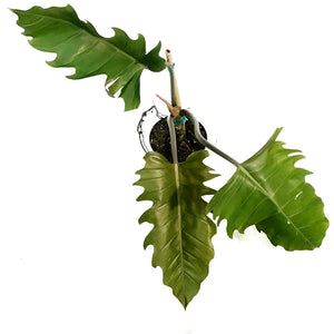 Philodendron, 6in, Chocolate Empress