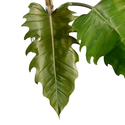 Philodendron, 6in, Chocolate Empress