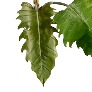 Philodendron, 6in, Chocolate Empress