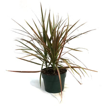 Load image into Gallery viewer, Dracaena, 6in, Colorama Tips
