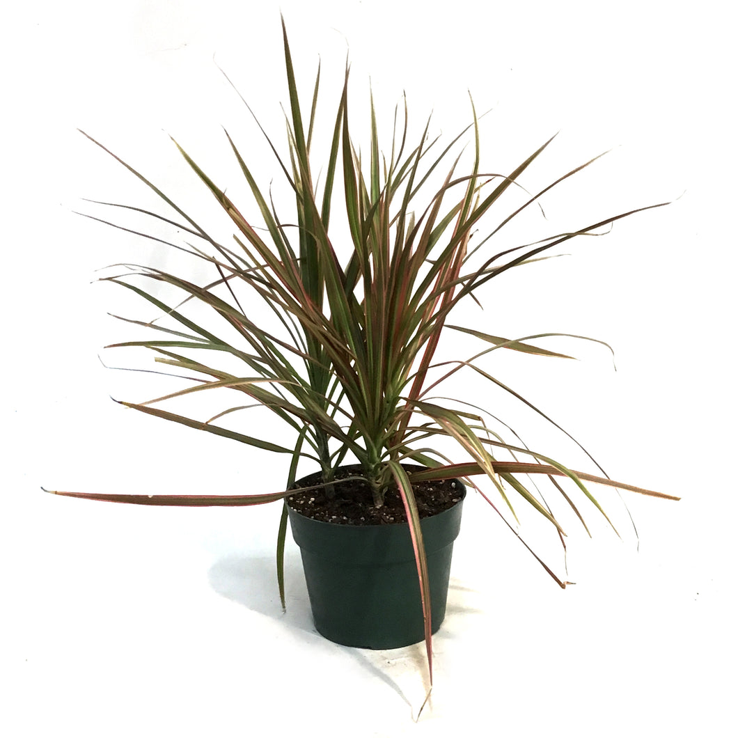 Dracaena, 6in, Colorama Tips