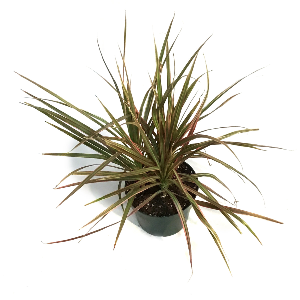 Dracaena, 6in, Colorama Tips