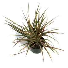 Load image into Gallery viewer, Dracaena, 6in, Colorama Tips
