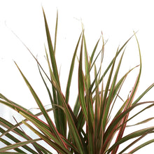 Load image into Gallery viewer, Dracaena, 6in, Colorama Tips
