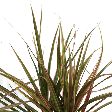 Dracaena, 6in, Colorama Tips