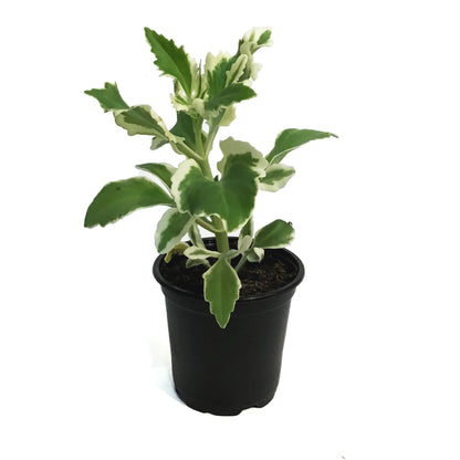 Kalanchoe, 4in, Lacinatea Var