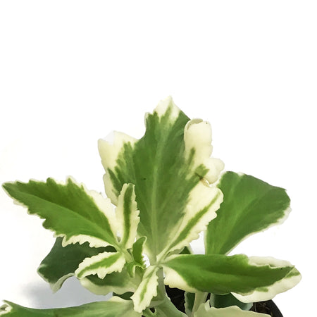 Kalanchoe, 4in, Lacinatea Var