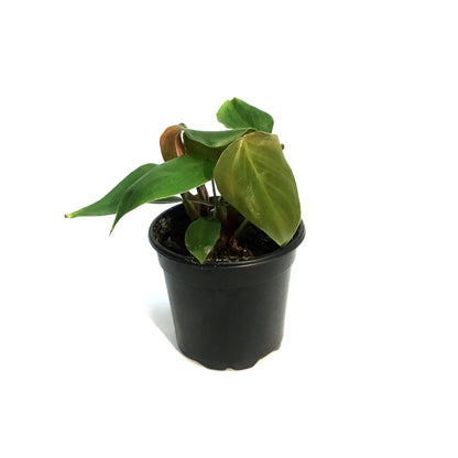 Philodendron, 4in, Lynamii
