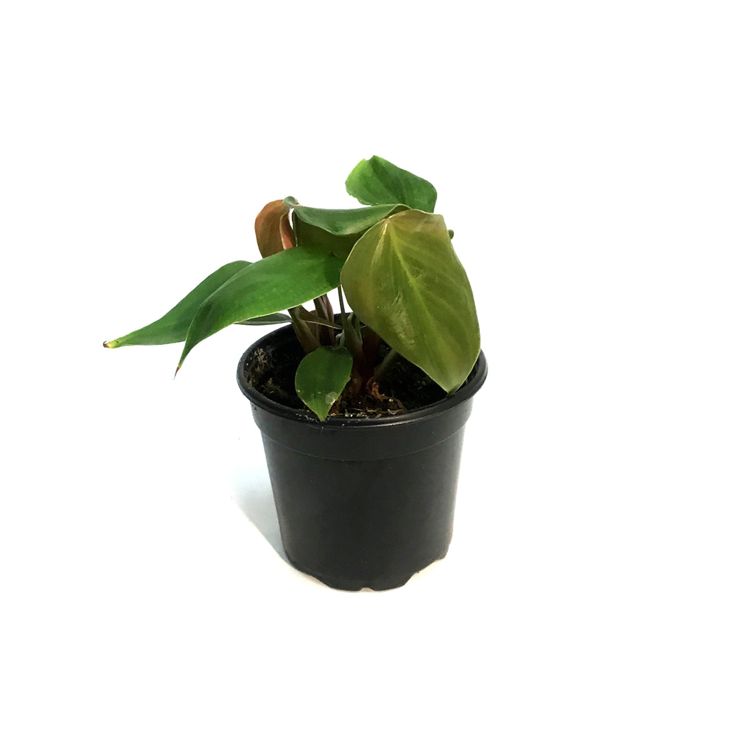 Philodendron, 4in, Lynamii